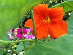 Close-up of the beautiful, orange and yellow nasturtium flower, near the other colorful flowers