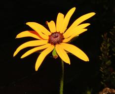 romantic Coneflower Flower