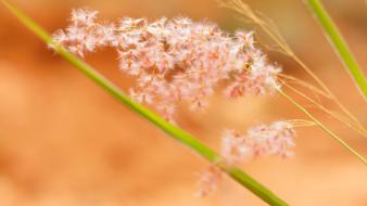 Flower Grass Pink green