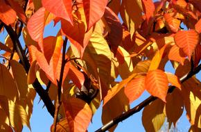 Autumn Foliage Sky