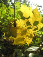 Yellow Green Foliage aun sunlight