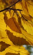 Foliage Autumn Yellow