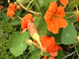 Nasturtium Spring