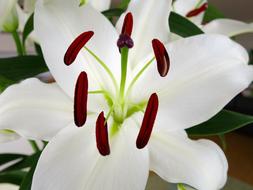 Close-up of the beautiful, white, green and red lily flowers