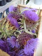 artichoke buds in a basket