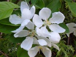 white flowers of an apple tree on a branch, close-up