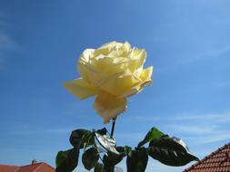 Rose Flower Blossoblue sky