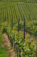 Wine Vines Kaiserstuhl