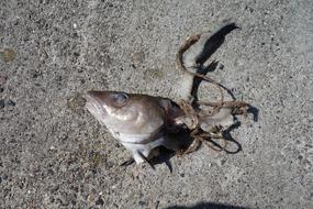 Fish Carcass Dead