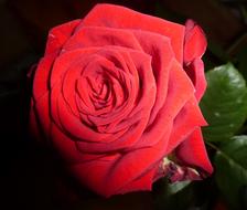 Close-up of the beautiful, red rose flower in light with green leaves