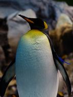 King Penguin Aptenodytes