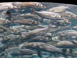 Fish Swarm Movement