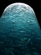 Sardines Fish Swarm Glass