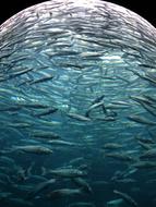 Sardines Fish Swarm Glass