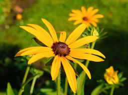 yellow Coneflower Flower
