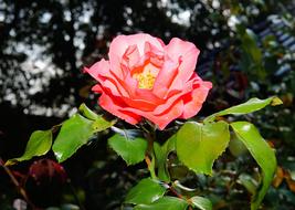 Close-up of the beautiful, pink and orange, gradient rose flower, with the colorful leaves