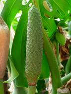 Close-up of the beautiful, blossoming, green philodendron flower, with the green leaves