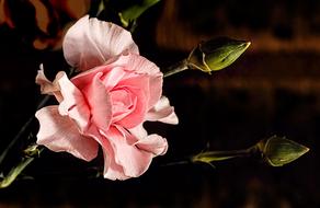 Carnation, Pink clove, Flower close up