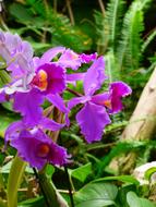 Orchid, Violet Blossom close up