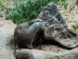 wild Clawed Otter Aonyx Cinerea