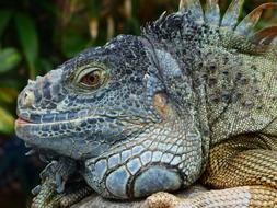 Green Iguana lizard in zoo