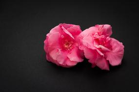 Flower Two pink