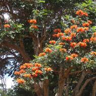 Fire Tree Flowers