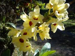Orchid Flower Yellow in the garden on a sunny day