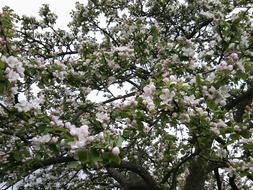 Bloom Apple Tree