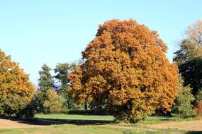 Autumn Tree Colorful