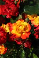 blooming yellow-red roses in the garden