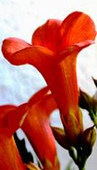 romantic Trumpet Flowers