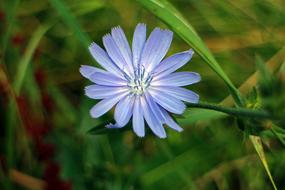 Chicory Blossom blue