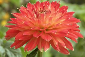 wondrous Dahlia Red Blossom