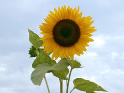 Sunflower Summer Flowers Yellow