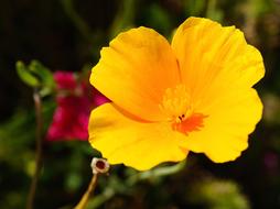 Flower yellow sun hot