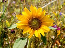 closeup view of wondrous yellow Sunflower Blossom