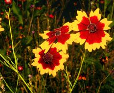 Close-up of the beautiful, red, yellow and brown flowers, in light