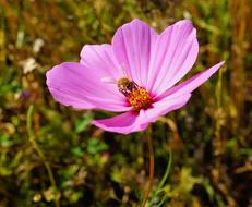 Closeup view of purple Flower Blossom Bloom