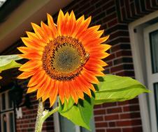 bright Sunflower Blossom Bloom