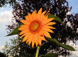 Sunflower Blossom Bloom at summer