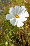 isolated white flower in the field