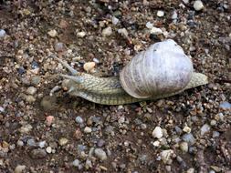 Snail Shell