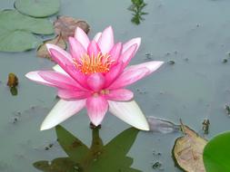 light pink lotus on the water close up