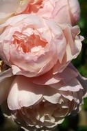 Close-up of the beautiful, blossoming, pink and white rose flowers, in sunlight