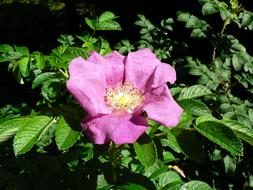 purple Apple Rose Flower