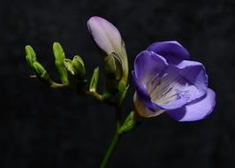 Flower Purple Floral at dark