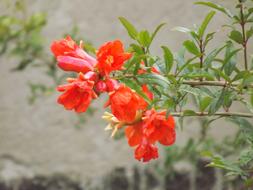 photo of bright pomegranate flowers