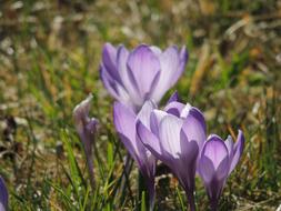 Crocus Purple Flowers