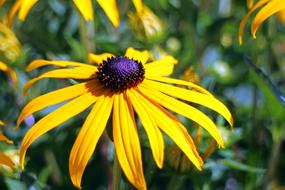 yellow Coneflower Rudbeckia Fulgida
